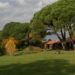 arboretum Coursiana, les pins parasols